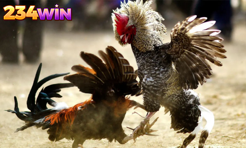 What is online cockfighting?