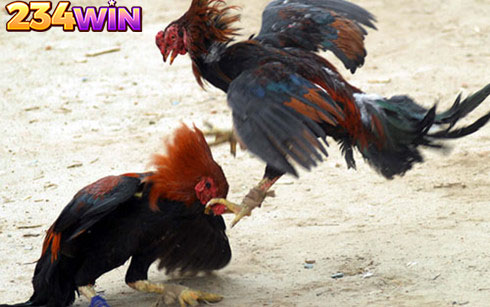 Cockfighting Tips – Betting on the Right Door Increases Rewards for Each Fight