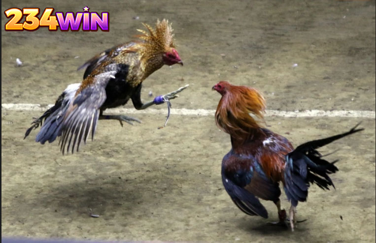 Why should you choose to play online cockfighting?