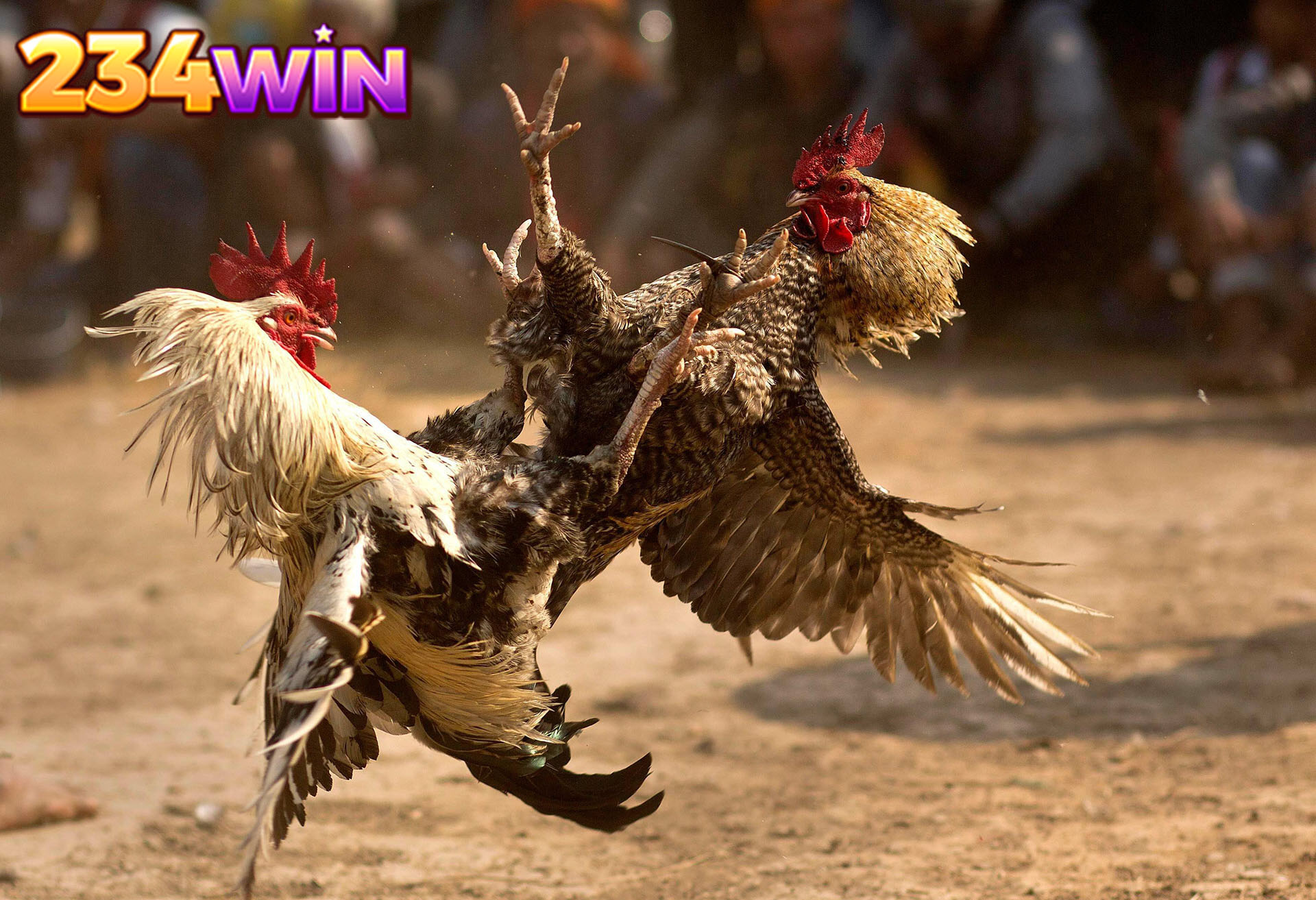 FOLLOW COCKFIGHTING RESULTS